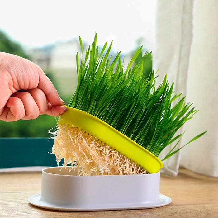 Bandeja para Cultivo de Grama para Gatos
