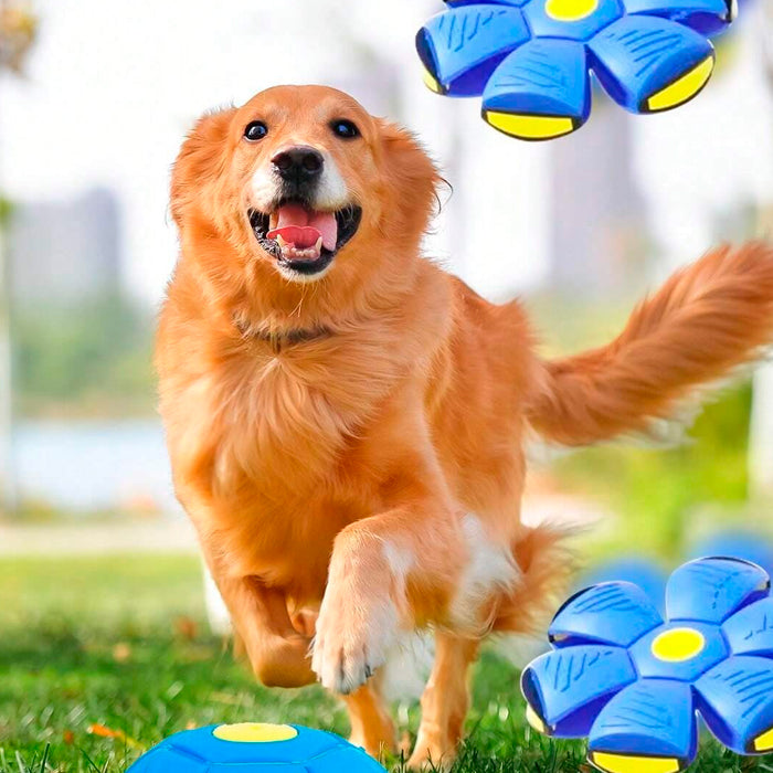 Bola Mágica Disco Voador Flyball para Cães