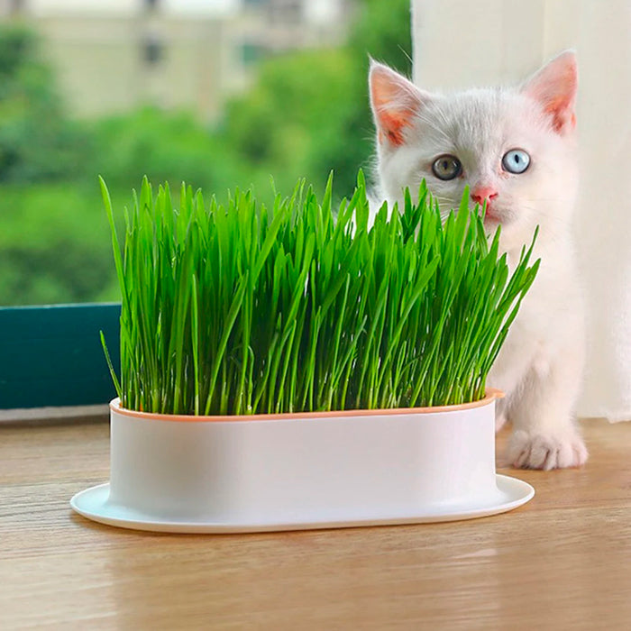 Bandeja para Cultivo de Grama para Gatos