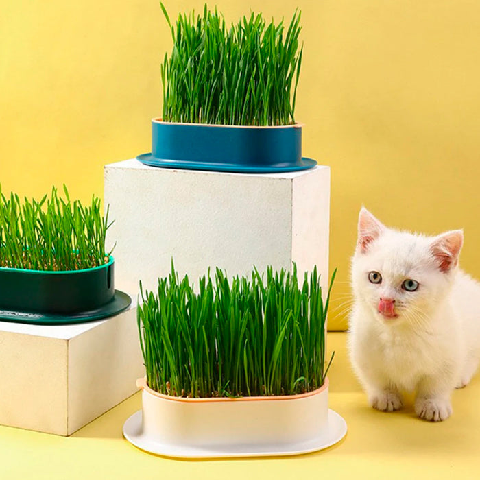 Bandeja para Cultivo de Grama para Gatos