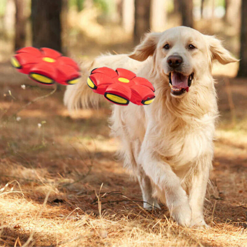 Bola Mágica Disco Voador Flyball para Cães