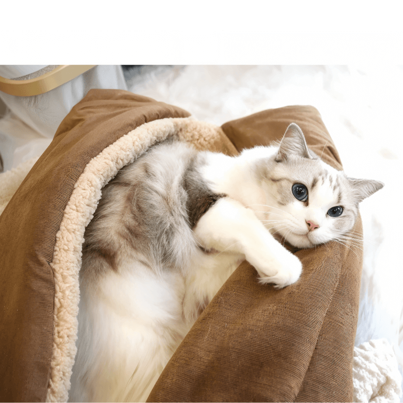 Cama e Tapete para Gatos 2 em 1